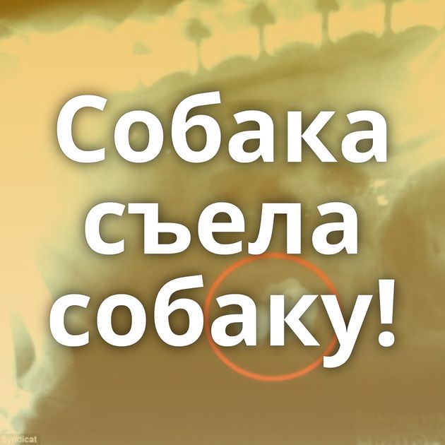 Собака съела собаку!