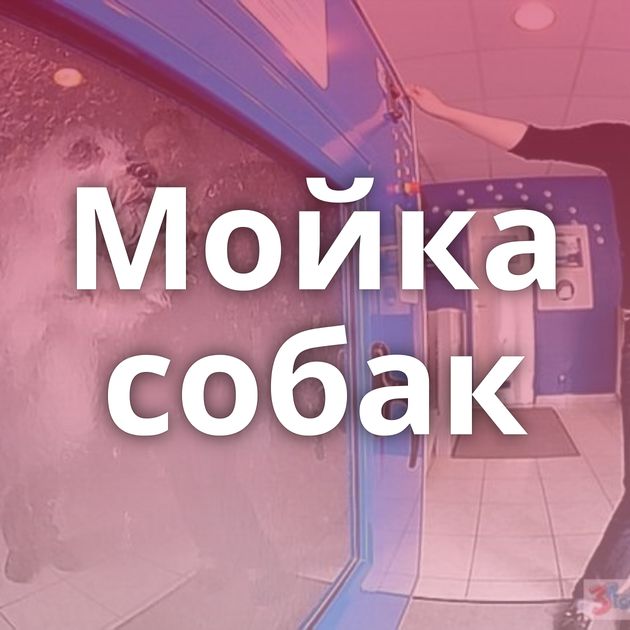 Мойка собак