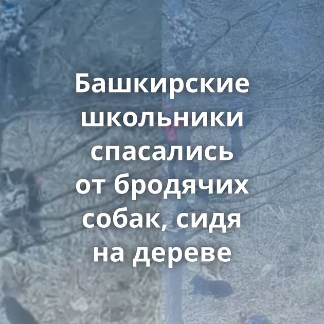 Башкирские школьники спасались от бродячих собак, сидя на дереве