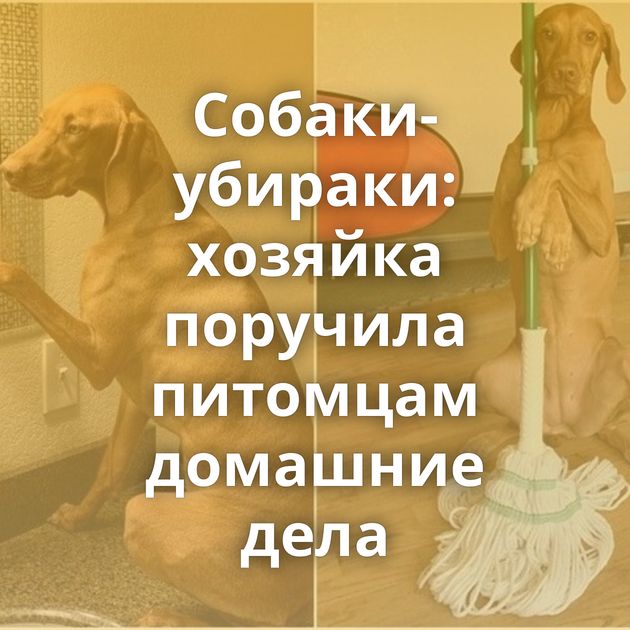 Собаки-убираки: хозяйка поручила питомцам домашние дела