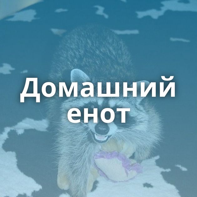 Домашний енот