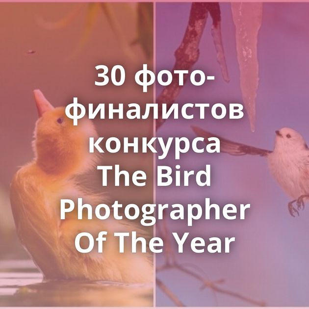 30 фото-финалистов конкурса The Bird Photographer Of The Year