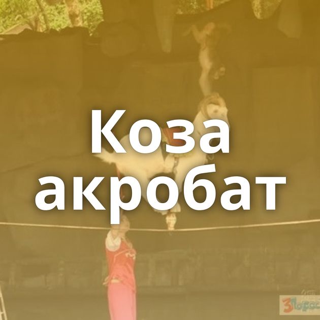 Коза акробат