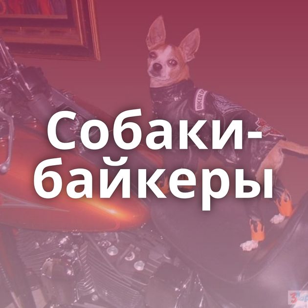 Собаки-байкеры