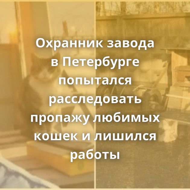 Охранник завода в Петербурге попытался расследовать пропажу любимых кошек и лишился работы