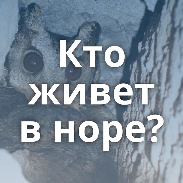 Кто живет в норе?