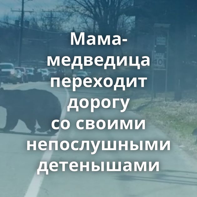 Мама-медведица переходит дорогу со своими непослушными детенышами