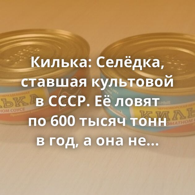 Килька: Селёдка, ставшая культовой в СССР. Её ловят по 600 тысяч тонн в год, а она не кончается. Как так?