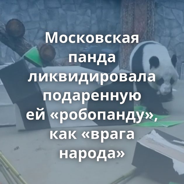 Московская панда ликвидировала подаренную ей «робопанду», как «врага народа»