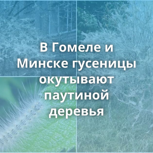 В Гомеле и Минске гусеницы окутывают паутиной деревья