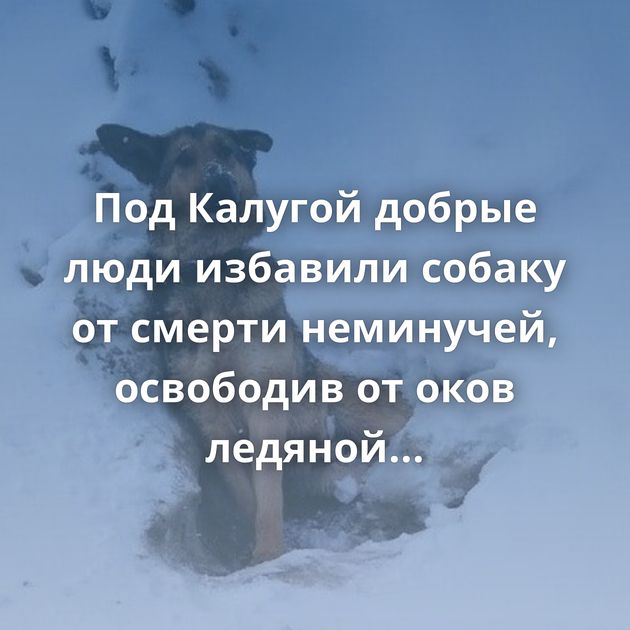 Под Калугой добрые люди избавили собаку от смерти неминучей, освободив от оков ледяной неволи