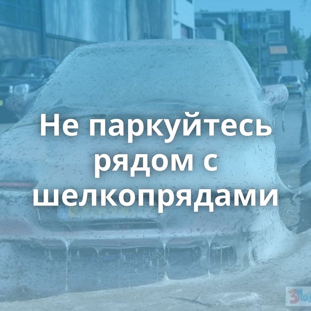 Не паркуйтесь рядом с шелкопрядами