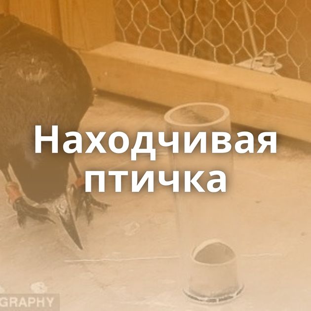 Находчивая птичка