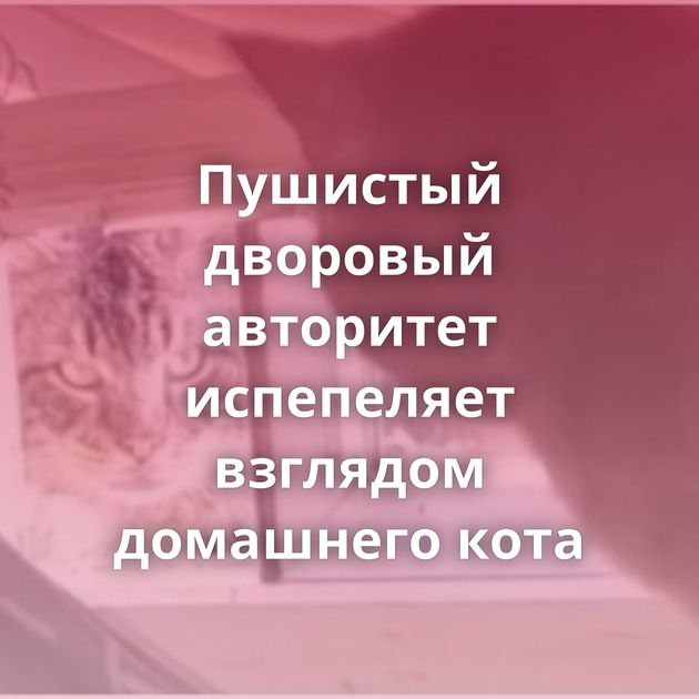 Пушистый дворовый авторитет испепеляет взглядом домашнего кота