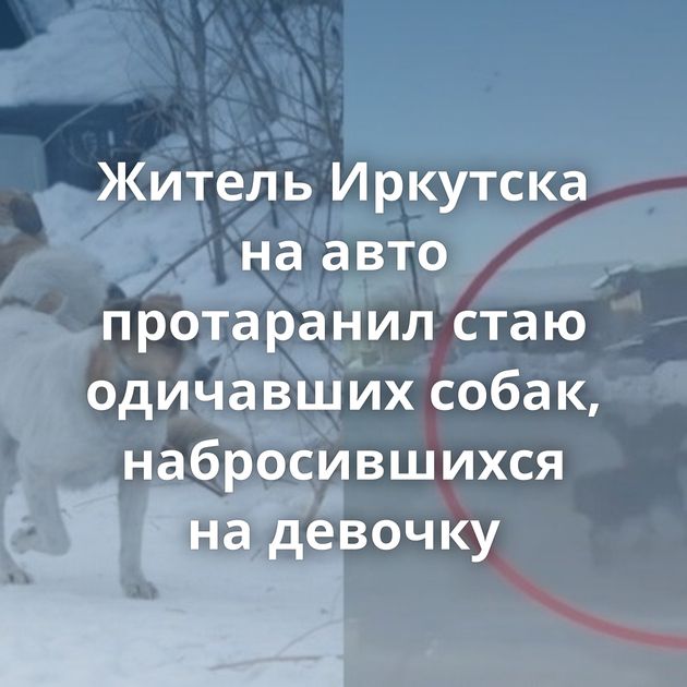 Житель Иркутска на авто протаранил стаю одичавших собак, набросившихся на девочку