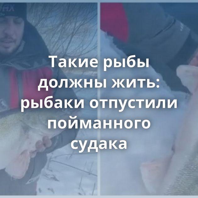 Такие рыбы должны жить: рыбаки отпустили пойманного судака