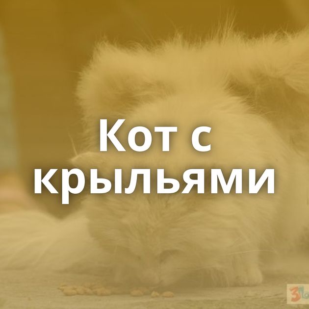 Кот с крыльями