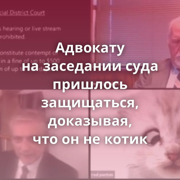 Адвокату на заседании суда пришлось защищаться, доказывая, что он не котик