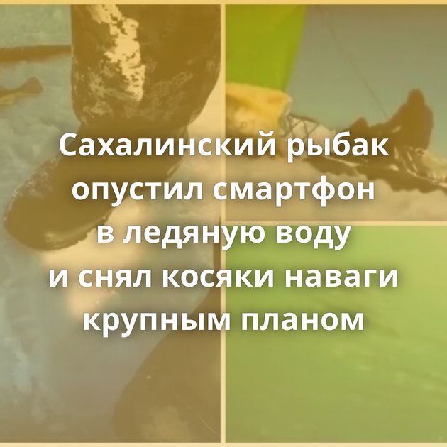 Сахалинский рыбак опустил смартфон в ледяную воду и снял косяки наваги крупным планом