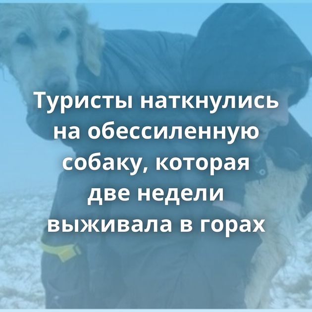 Туристы наткнулись на обессиленную собаку, которая две недели выживала в горах