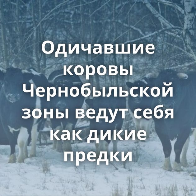 Одичавшие коровы Чернобыльской зоны ведут себя как дикие предки