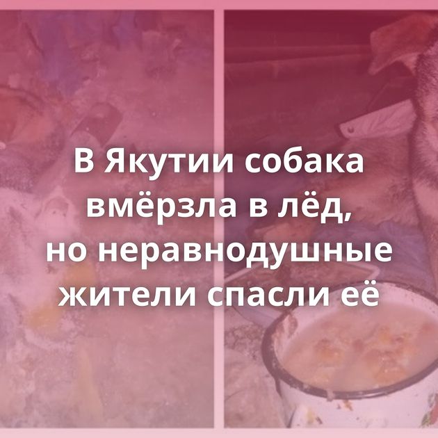 В Якутии собака вмёрзла в лёд, но неравнодушные жители спасли её