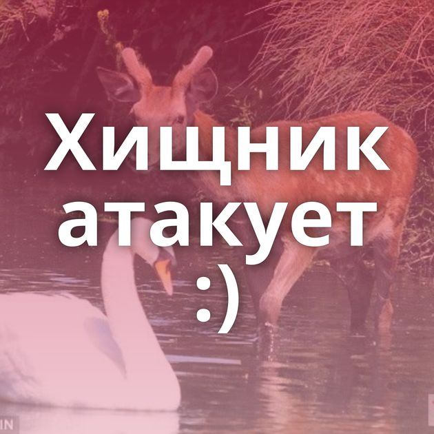 Хищник атакует :)