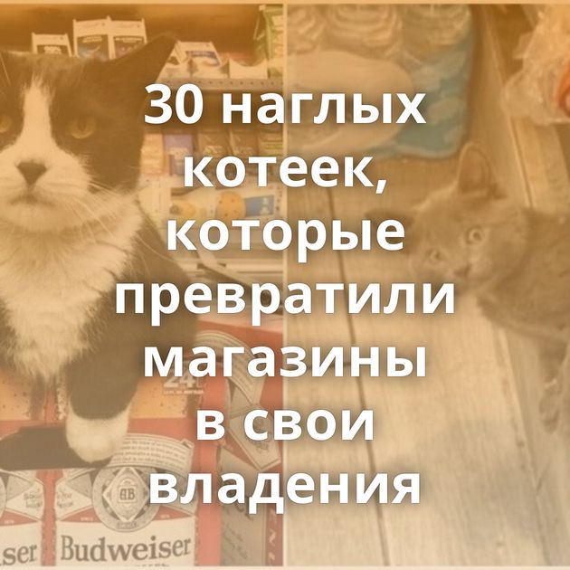 30 наглых котеек, которые превратили магазины в свои владения