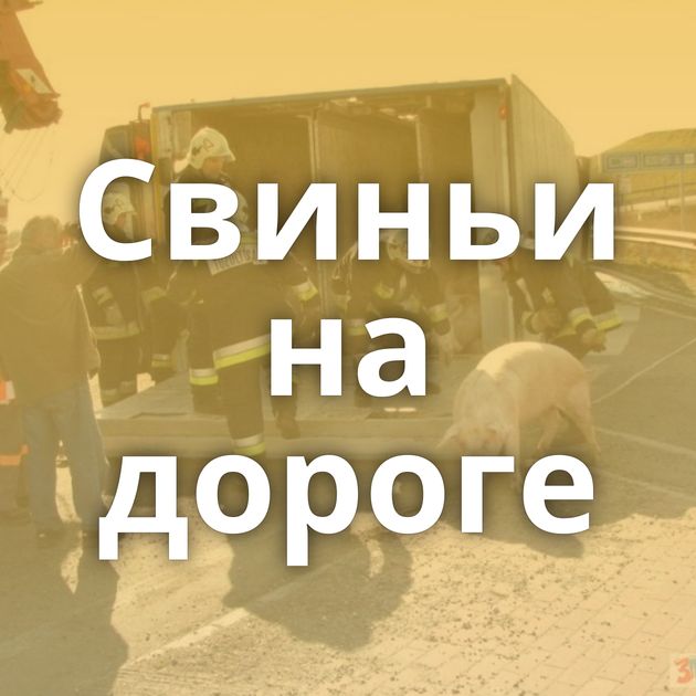 Свиньи на дороге