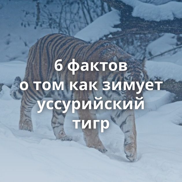6 фактов о том как зимует уссурийский тигр