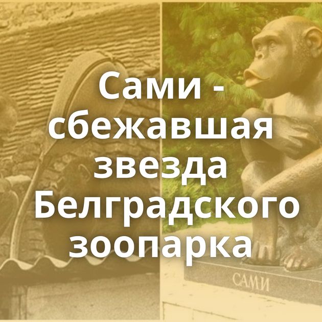 Сами - сбежавшая звезда Белградского зоопарка