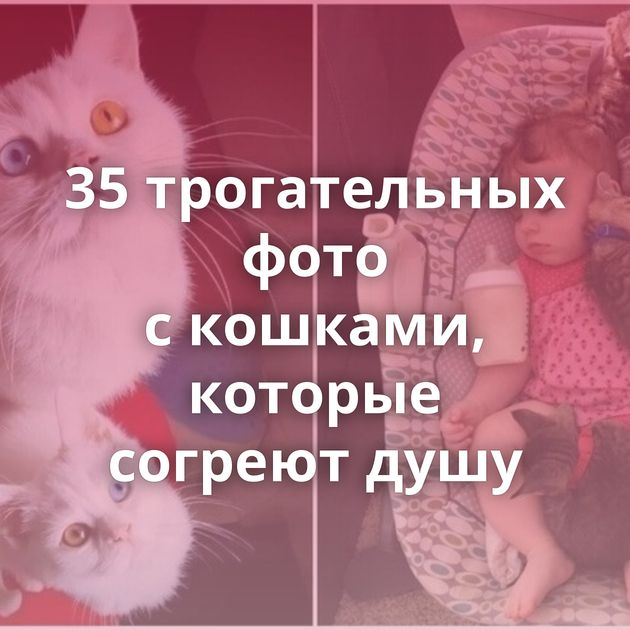 35 трогательных фото с кошками, которые согреют душу