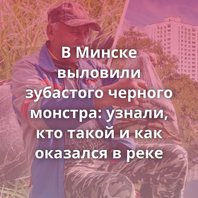 В Минске выловили зубастого черного монстра: узнали, кто такой и как оказался в реке