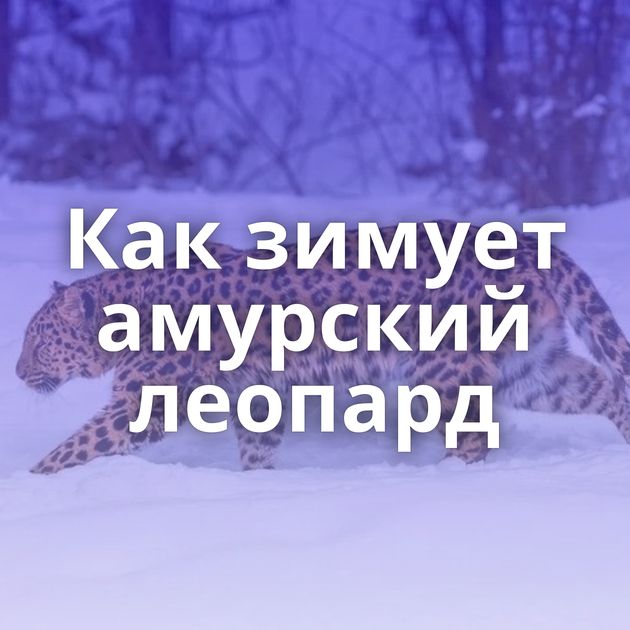Как зимует амурский леопард