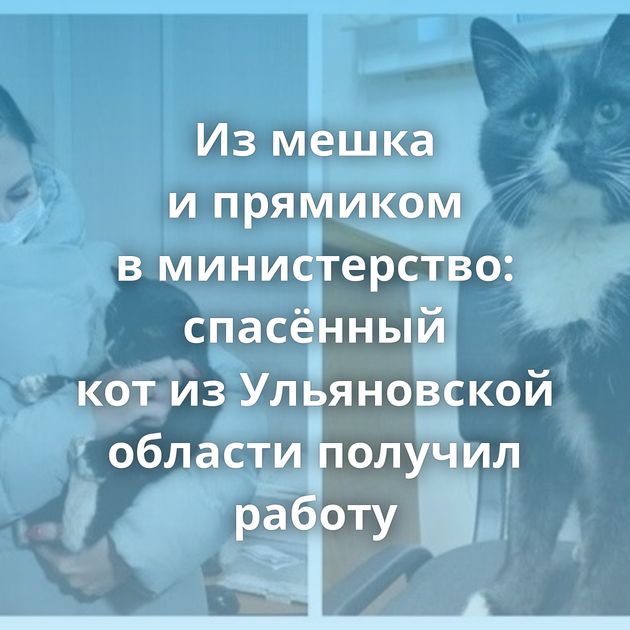 Из мешка и прямиком в министерство: спасённый кот из Ульяновской области получил работу