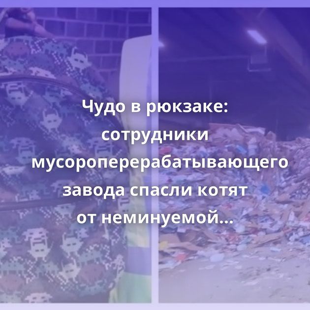Чудо в рюкзаке: сотрудники мусороперерабатывающего завода спасли котят от неминуемой гибели