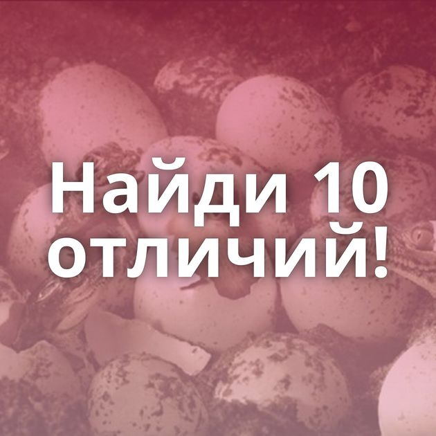 Найди 10 отличий!