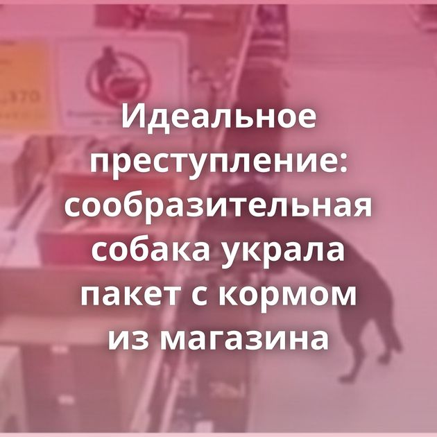 Идеальное преступление: сообразительная собака украла пакет с кормом из магазина