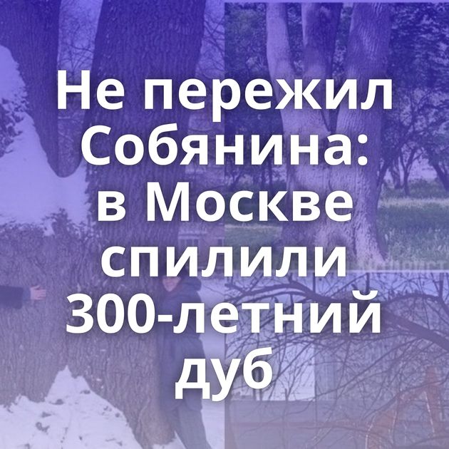 Не пережил Собянина: в Москве спилили 300-летний дуб