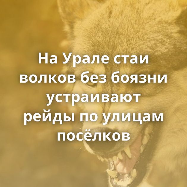 На Урале стаи волков без боязни устраивают рейды по улицам посёлков