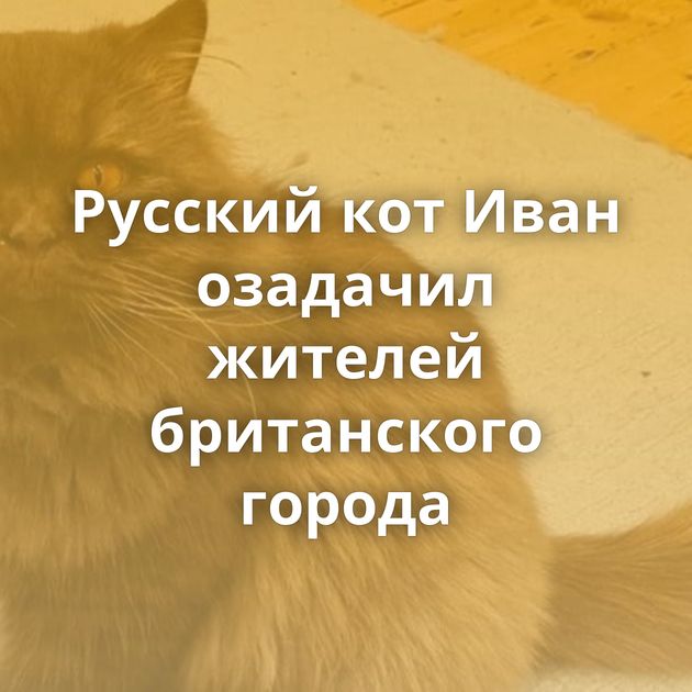 Русский кот Иван озадачил жителей британского города