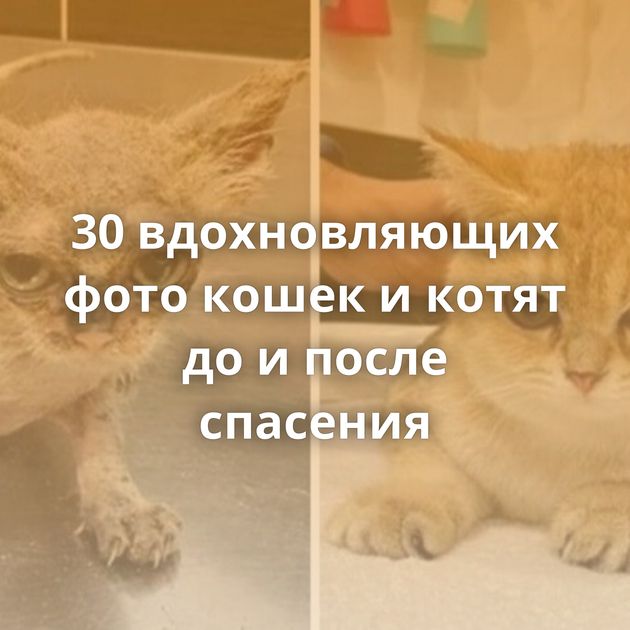 30 вдохновляющих фото кошек и котят до и после спасения
