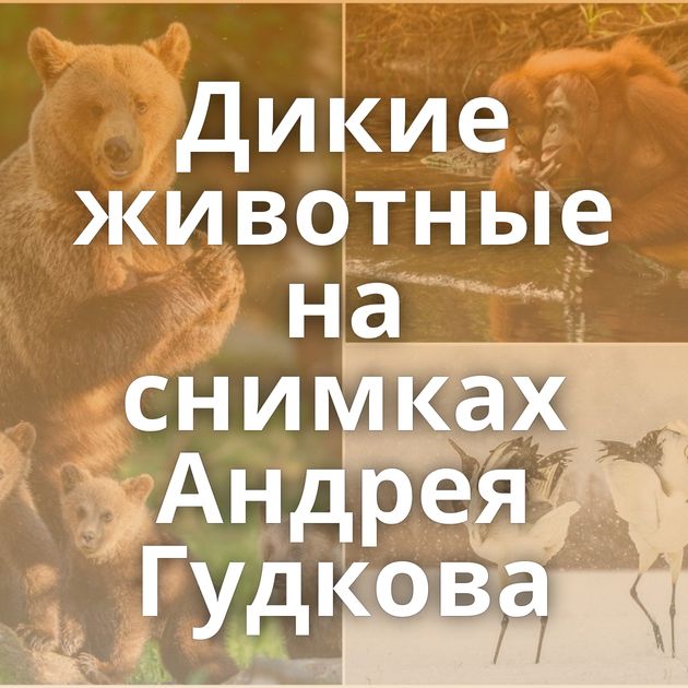 Дикие животные на снимках Андрея Гудкова