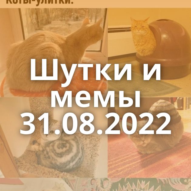 Шутки и мемы 31.08.2022