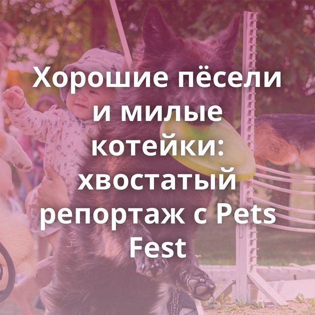 Хорошие пёсели и милые котейки: хвостатый репортаж с Pets Fest