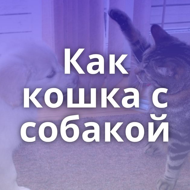 Как кошка с собакой