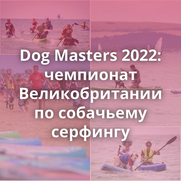 Dog Masters 2022: чемпионат Великобритании по собачьему серфингу