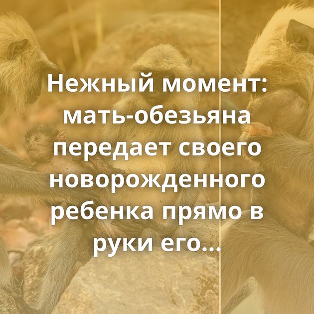Нежный момент: мать-обезьяна передает своего новорожденного ребенка прямо в руки его любящего отца