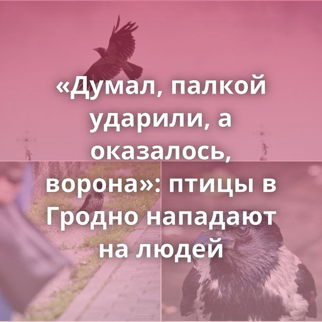 «Думал, палкой ударили, а оказалось, ворона»: птицы в Гродно нападают на людей