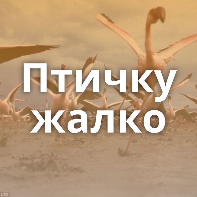 Птичку жалко